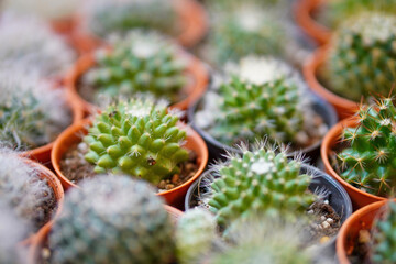 Close up small cactus plant in pot