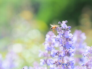 セイヨウミツバチの蜜集め