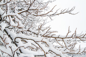 Tree branches under a deep layer of snow in the winter season.