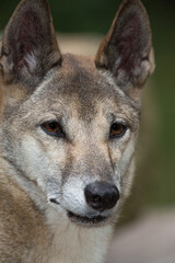 Portrait of a Dingo, Australia's native dog with blurred background