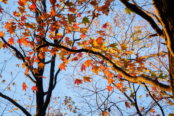 夕陽に照らされたモミジ
