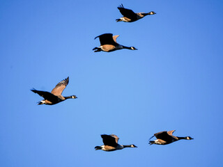 Country geese in flight.