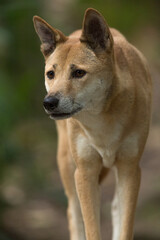 Portrait of a Dingo, Australia's native dog with blurred background