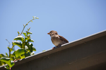 Female sparrow perched on the roof next to a plant against a blue sky