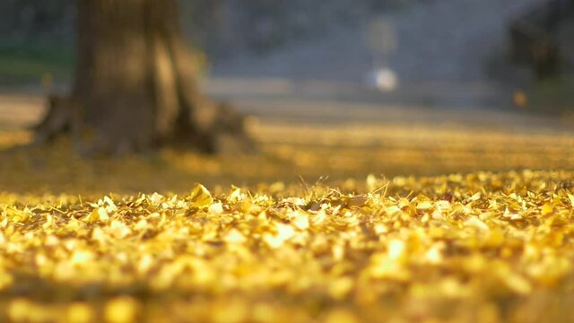 Yellow colored ginkgo leaves falling from the tree in slow motion.
Yellow colored ginkgo leaves carpet in autumn, fall.
