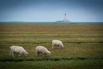 Schafe und Leuchtturm Westerheversand an der Nordsee