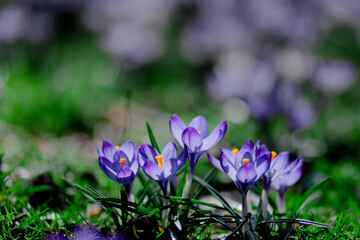 Fototapeta premium spring crocus flowers