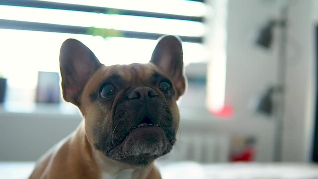 Closeup with agitated french bulldog barking at his owner. Slow motion shot with angry dog