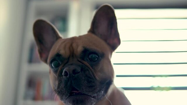 French bulldog barking at camera. Closeup view with his head