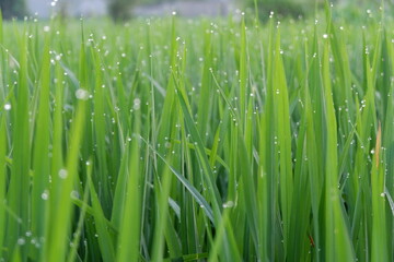 Plakat dew on grass rice field
