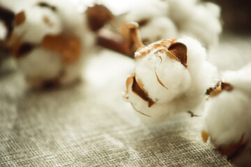 a branch of cotton on a fabric close-up