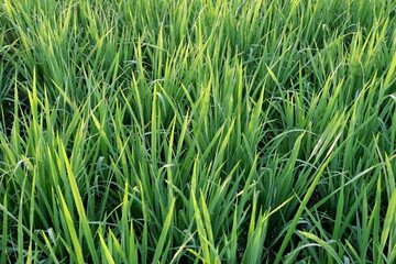 Obraz premium green rice field