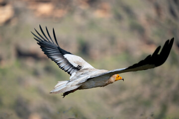 egyptian vulture also called as pharaoh's chicken on Socotra island