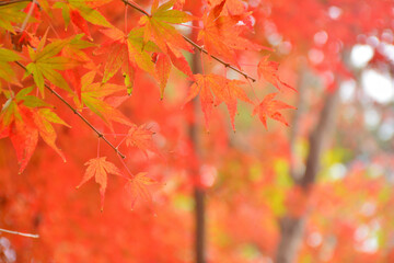 モミジの紅葉