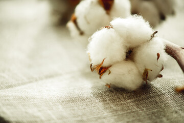 a branch of cotton on a fabric close-up