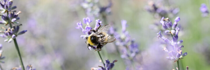 Bee pollinates lavender flowers in field closeup