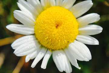 Obraz premium daisy flower closeup