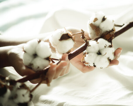a branch of cotton in hand