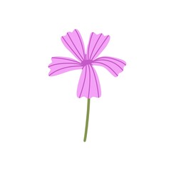 Dianthus, carnation flower. Wild pink bloom. Blossomed floral plant. Gentle lovely wildflower. Flat vector illustration of sweet william isolated on white background