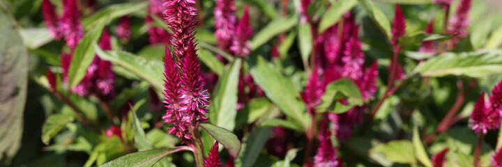 Celosia pampas plume celosia is a plant of the family Amaranthaceae closeup