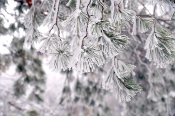 Frosted branch pine tree in the city park