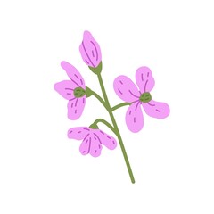 Obraz premium Cuckoo flower. Wild floral plant. Delicate blooming wildflower. Gentle Lady s smock. Beautiful mayflower. Botanical flat vector illustration isolated on white background