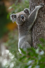 koala (male) climbing up a tree