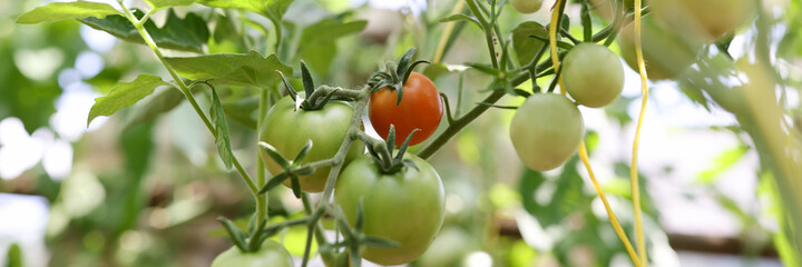 Tomatoes on bush, tomatoes on branch of stem ripening in varying degrees of ripeness from red to green