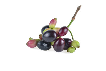 Jambolan plum or Java plum on white background.