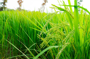 Selective focus on ear of rice. Green paddy field. Rice plantation. Organic rice farm in Asia. Rice price in the world market concept. Beautiful nature of farm land. Paddy field. Plant cultivation.