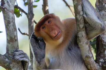 Fototapeta premium The proboscis monkey (Nasalis larvatus) or long-nosed monkey is a reddish-brown arboreal Old World monkey with an unusually large nose. It is endemic to the southeast Asian island of Borneo.