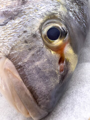 Close-up view of freshly caught sea bream head - obrazy, fototapety, plakaty