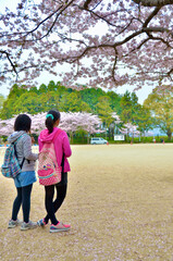 Obraz premium Enjoy the cherry blossoms in full bloom with your friends