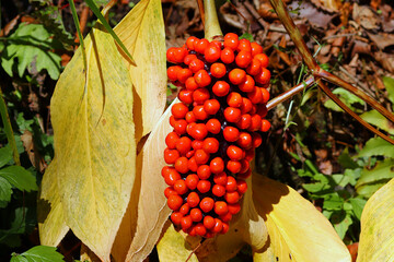 垂れているマムシグサの赤い実。　宮城県の山地の秋風景。