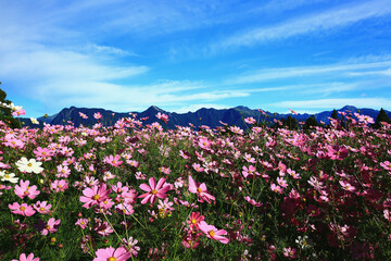 beautiful scenery of Cosmos bipinnatus(Garden cosmos,Mexican aster) flowers,many pink flowers blooming in the field among the mountains at a sunny day