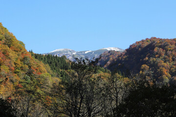 石川県道33号白山公園線から見る雪の白山と紅葉（石川県白山市）