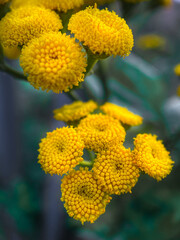 yellow flowers in the garden