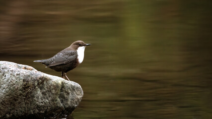 bird, natur, wild lebende tiere, tier, finch, spatz, schnabel,