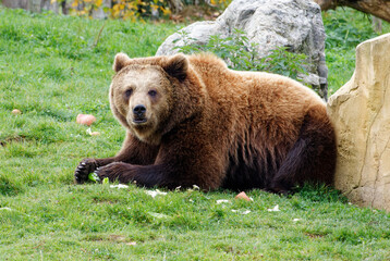 Obraz na płótnie Canvas Brown bear in a zoo eating its meal lying down