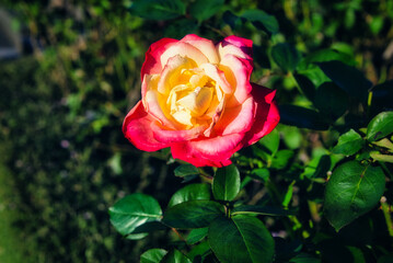 快晴の空の下で、今を盛りと咲き誇るばらたちの競演会