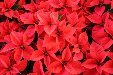 euphorbia red background, also called Christmas star or poinsettia - suitable for postcard or any kind of web communication