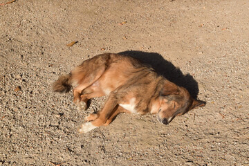 A brown-haired dog lies in the morning sun in Thailand's winter