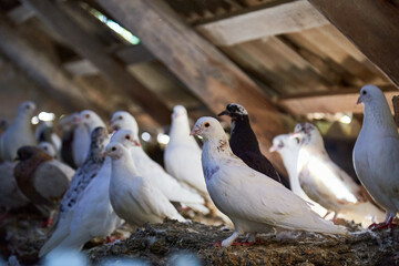 Breeding purebred pigeons at private yard. Warm house for birds. Hobby for the soul. Diet meat. Naturecore rural pastoral life concept Copy space