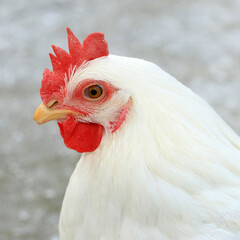 portrait of a rooster