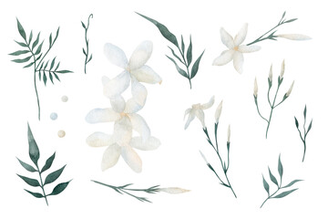 Set of watercolor jasmine flowers hand painted illustration isolated on a white background. Floral elements for greeting cards and invitations. - obrazy, fototapety, plakaty