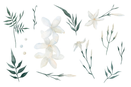 Set of watercolor jasmine flowers hand painted illustration isolated on a white background. Floral elements for greeting cards and invitations.