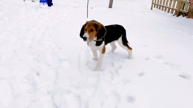 A beagle puppy walks in the snow in winter, plays, gnaws on branches. Funny videos with animals
