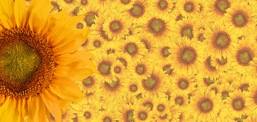 kwiaty słonecznika jako tło - obrazy, fototapety, plakaty