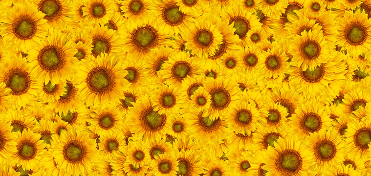 sunflower flowers as a background