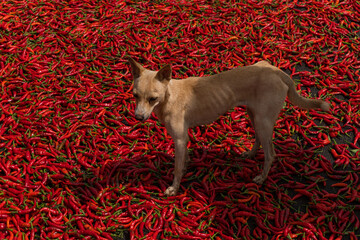 Pies chodzący po suszącej się na słońcu papryce chili, azjatycki krajobraz.